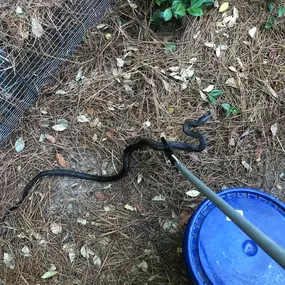 We removed this Rat snake from a house in Columbia, South Carolina. Snakes often enter crawl spaces and attics while hunting their prey.