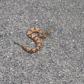 Copperhead Snake removed from a property in Columbia, South Carolina. Count on us to remove any and all pests and critters.