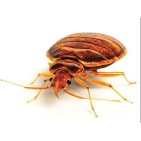 Bild von Long Island Bedbug Inspections