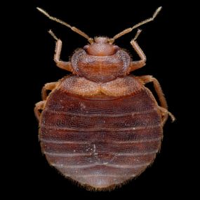 Bild von Long Island Bedbug Inspections