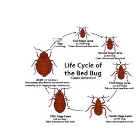 Bild von Long Island Bedbug Inspections