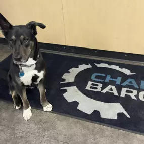 Friendly dog greets customers at Chadwick-BaRoss
