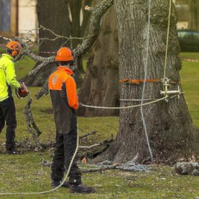 OUR RESIDENTIAL TREE SERVICE EXPERTS HAVE THE RIGHT EXPERIENCE TO HELP YOU TAKE THE BEST POSSIBLE CARE OF YOUR TREES AND YOUR HOME.