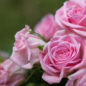 Growing and Caring for Roses