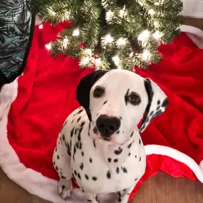 Steve Ferraro Jr State Farm insurance agent ready for the holidays at Laguna Nigel office