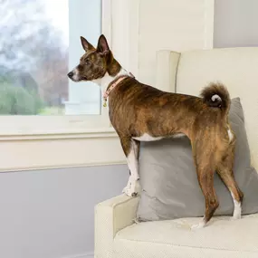 dog looking outside from a chair