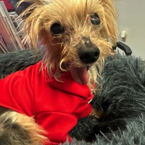 Bring your rescue or foster dog to work day! Meet Ferbie, a 15-year-old Yorkie rescued from a severe neglect case. Today Ferbie is helping keep his furry best friends safe and healthy by providing Pet Insurance quotes!