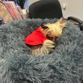 Bring your rescue or foster dog to work day! Meet Ferbie, a 15-year-old Yorkie rescued from a severe neglect case. Today Ferbie is helping keep his furry best friends safe and healthy by providing Pet Insurance quotes!