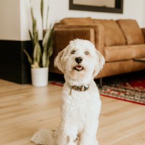 Happy National Dog Day! ???? 
Today we paws and appreciate our office dog & team mascot, Tucker Koon!