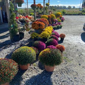 Bild von Whispering Pines Nursery and Landscaping