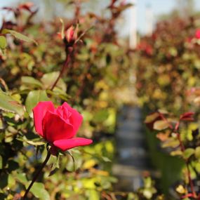 Bild von Whispering Pines Nursery and Landscaping