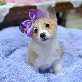 Bild von Furry Babies Aurora