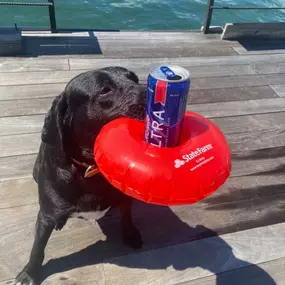 A well trained dog!