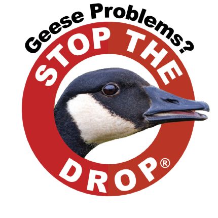 Logotipo de Goose Solutions