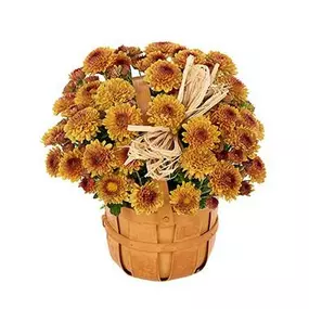 Mum's the word, and superb is the description for this gold button mum plant adorned with a handsome natural raffia bow.