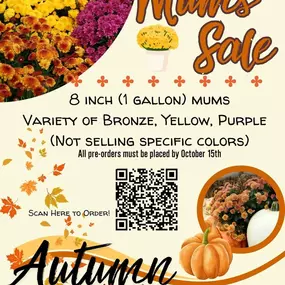 Mums Sale