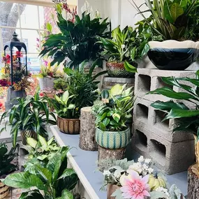 Hey friends!!!
We always have plenty of our favorite plants in the shop!! Stop in and grab a beautiful plant for a friend!!! ????????