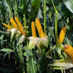 Corn crop from Ide Seed & Fertilizer products