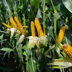 Corn crop from Ide Seed & Fertilizer products