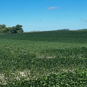 Large field treated with Ide Seed & Fertilizer products