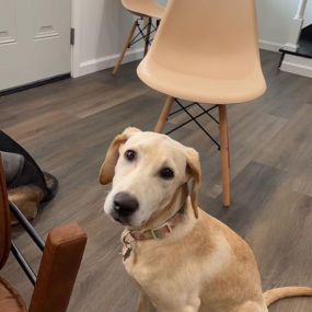 Opal was a big help when we put together all of the office furniture!