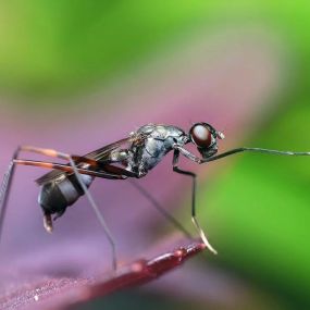 All National Termite and Pest Control is a family-operated business with more than 20 years of experience in pest control services in New Jersey and New York. Proudly serving the Tri-State area including. NYC, Brooklyn, Queens, Staten Island, Bronx. We also provide exceptional pest control services in New Jersey.