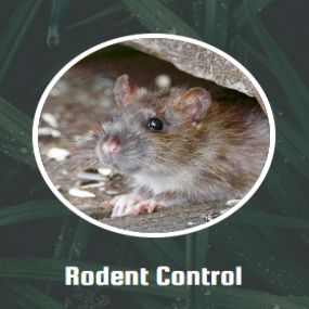 We begin by first inspecting your home to locate the cracks the rodents have used to gain access to your home or apartment complex. Once the access points are sealed, we will employ baited traps. The safety of you and your family is our paramount concern as we work to rid your home of these disease-spreading animals. Therefore, we employ a variety of different baits based on the task at hand. After baiting, all that is left is to wait. During this time, if you see a rodent, give us a call, and w