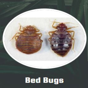 The inspection to determine that you actually have bedbugs will include an examination of the bed covers and mattress for tiny spots of blood. This is the excrement of the bedbug that is eliminated as the bug leaves the site of its feeding. Bedbugs feed for about 5 minutes each session. The bite is said to be completely without pain or sensation, and bedbugs are not known to be able to spread any diseases to humans. However, a large percentage of people who are bitten can experience mild to seri