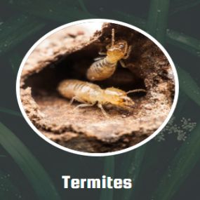 All National Termite & Pest Control uses the latest termite control procedures. We begin with a professional inspection, then move on to perimeter treatments, and advanced baiting processes. It is vital when exterminating termites to use a multi-faceted approach. Our two main methods are bait stations and treating the home. Both work together to prevent and eradicate your termite infestation.