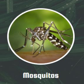 Mosquitoes are one of the greatest pest concerns of homeowners. Besides ruining a pleasant outdoor evening with their habit of biting everything in sight, they are known for their ability to spread diseases. Our technician will come out and fog your trees, plants, and any standing water that may be on your property. This fog works to kill not only any mosquitos but their larva, which will lower the mosquito population in your area. Ideally, during the spring and summer mosquito season, you shoul