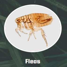 Flea Problem? These pests pose a serious threat because of their ability to spread infection and diseases. Our estimate for treatment is 100% free! We exterminate all fleas and any larvae forming, and give a detailed list of preventative measures!