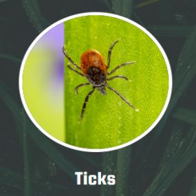 Our team of licensed professionals diagnose and treat tick infestations. We provide detailed instruction of the process that goes into treating ticks, and offer return visits if necessary