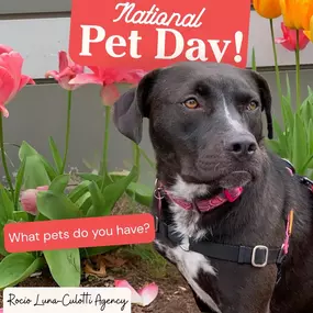 Today is National Pet Day! We are reintroducing our office pets. Is your furry friend protected?