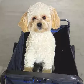 Today is National Pet Day! We are reintroducing our office pets. Is your furry friend protected?
