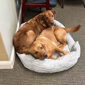 Happiness is when the office dogs Arlo & Ripley get a new bed that fits!