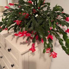 This makes me happy????. One of the first things I do in the morning is check on my Christmas Cactus.