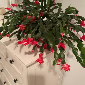 This makes me happy????. One of the first things I do in the morning is check on my Christmas Cactus.