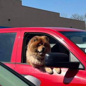 This lion was checking himself out in the mirror.  Scared me to death!