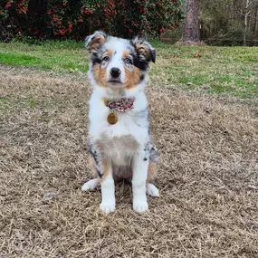 Did you know that February 20th is National Love Your Pet Day? We absolutely adore our pets here! We would love to see pictures of your furry friends, so share them with us!