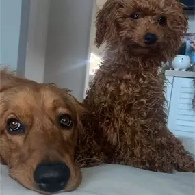 Did you know that February 20th is National Love Your Pet Day? We absolutely adore our pets here! We would love to see pictures of your furry friends, so share them with us!