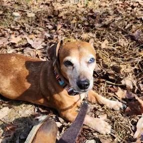 Did you know that February 20th is National Love Your Pet Day? We absolutely adore our pets here! We would love to see pictures of your furry friends, so share them with us!