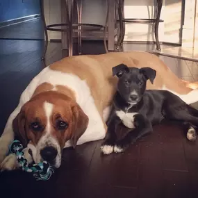 Did you know that February 20th is National Love Your Pet Day? We absolutely adore our pets here! We would love to see pictures of your furry friends, so share them with us!
