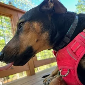 Did you know that February 20th is National Love Your Pet Day? We absolutely adore our pets here! We would love to see pictures of your furry friends, so share them with us!