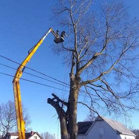 Bild von T & J Tree Service