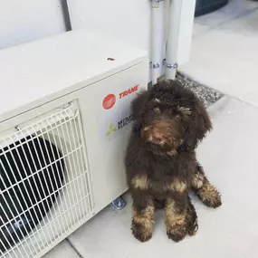 cute puppy sitting by ac unit