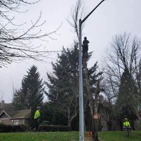 Tree removal, tree pruning, & stump removal services serving  Hillsboro, Beaverton, Tigard, Forest Grove, Sherwood, Lake Oswego, and SW Portland.