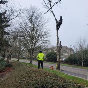 Tree removal, tree pruning, & stump removal services serving  Hillsboro, Beaverton, Tigard, Forest Grove, Sherwood, Lake Oswego, and SW Portland.
