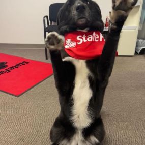 Paws up if you love Joe Tamm State Farm!