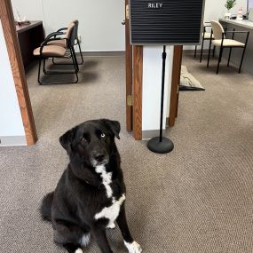 The cutest office pup!