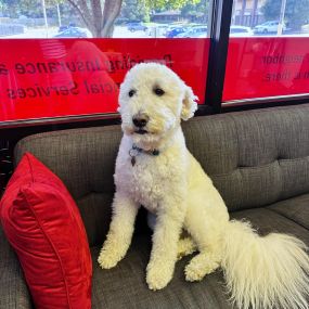 We love when policyholders stop by with their furry friends???????????? we were able to give him many treats and pets!